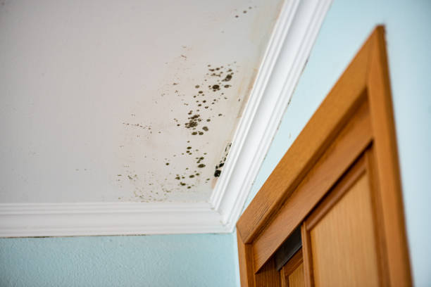 Best Residential Mold Remediation in Port Oconnor, TX
