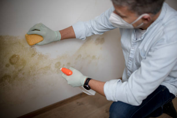 Trusted Port Oconnor, TX Mold Remediation Experts