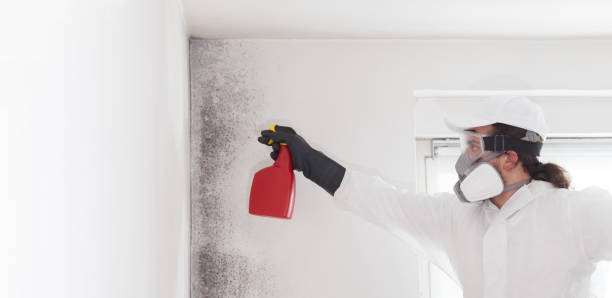 Best DIY Mold Remediation Support Services in Port Oconnor, TX