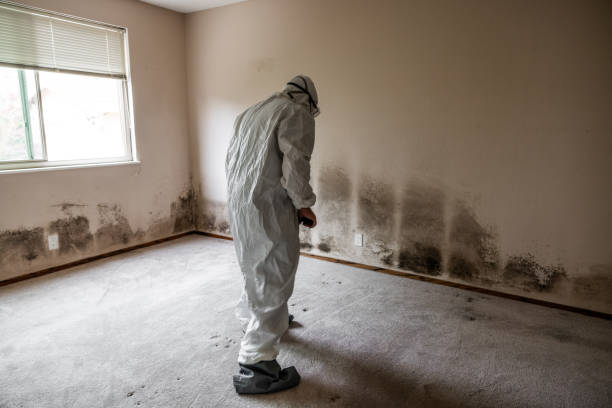 Best Insurance-Related Mold Remediation in Port Oconnor, TX