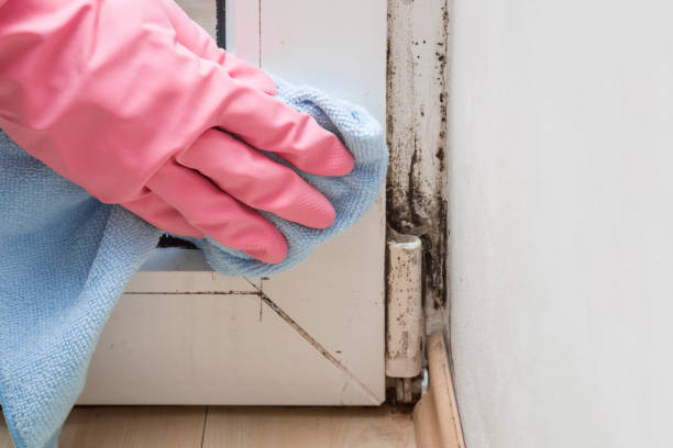 Best Bathroom Mold Remediation in Port Oconnor, TX